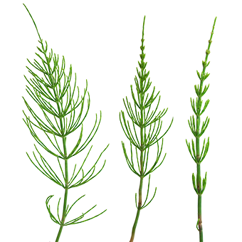 TerraCanis Schachtelhalm