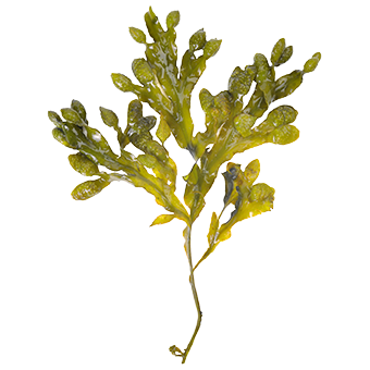 TerraCanis Meeresalge