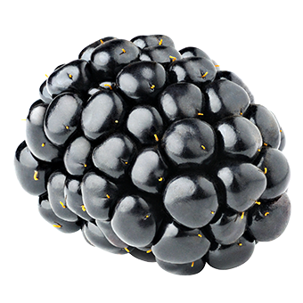 TerraCanis Brombeeren