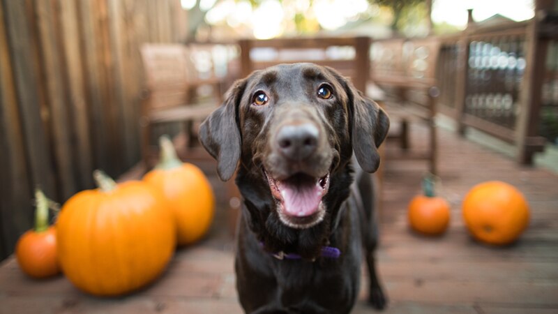 TC Futtermittelberater Landingpage Footerbild