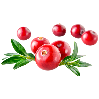 TerraCanis Preiselbeere