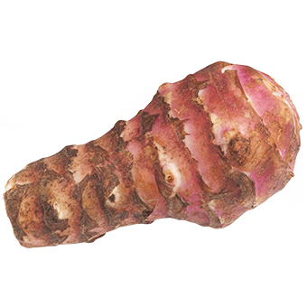 TerraCanis Topinambur