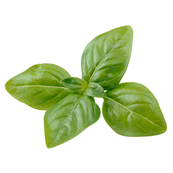 TerraCanis Basilikum