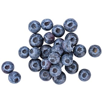 TerraCanis Blaubeere