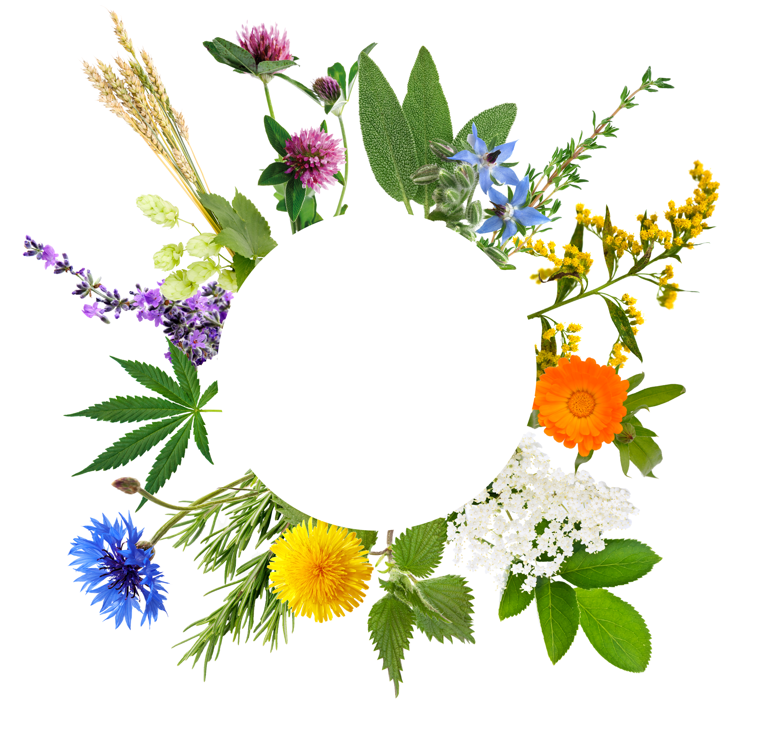 Information Pflanzen Und Kraeuterkunde