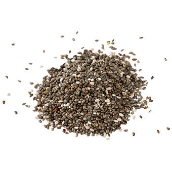 TerraCanis Chiasamen