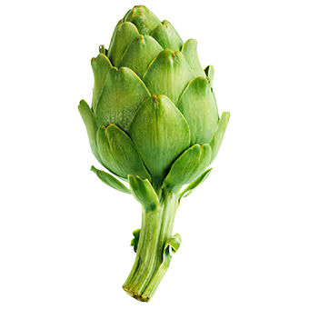 TerraCanis Artischocke