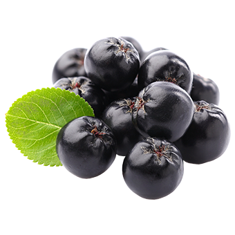 TerraCanis Aroniabeeren