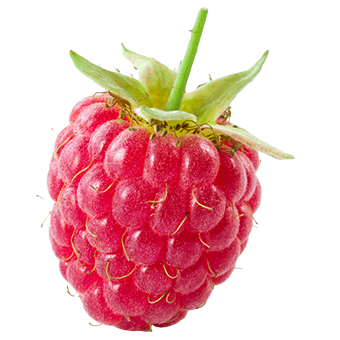 TerraCanis Himbeere Einzeln