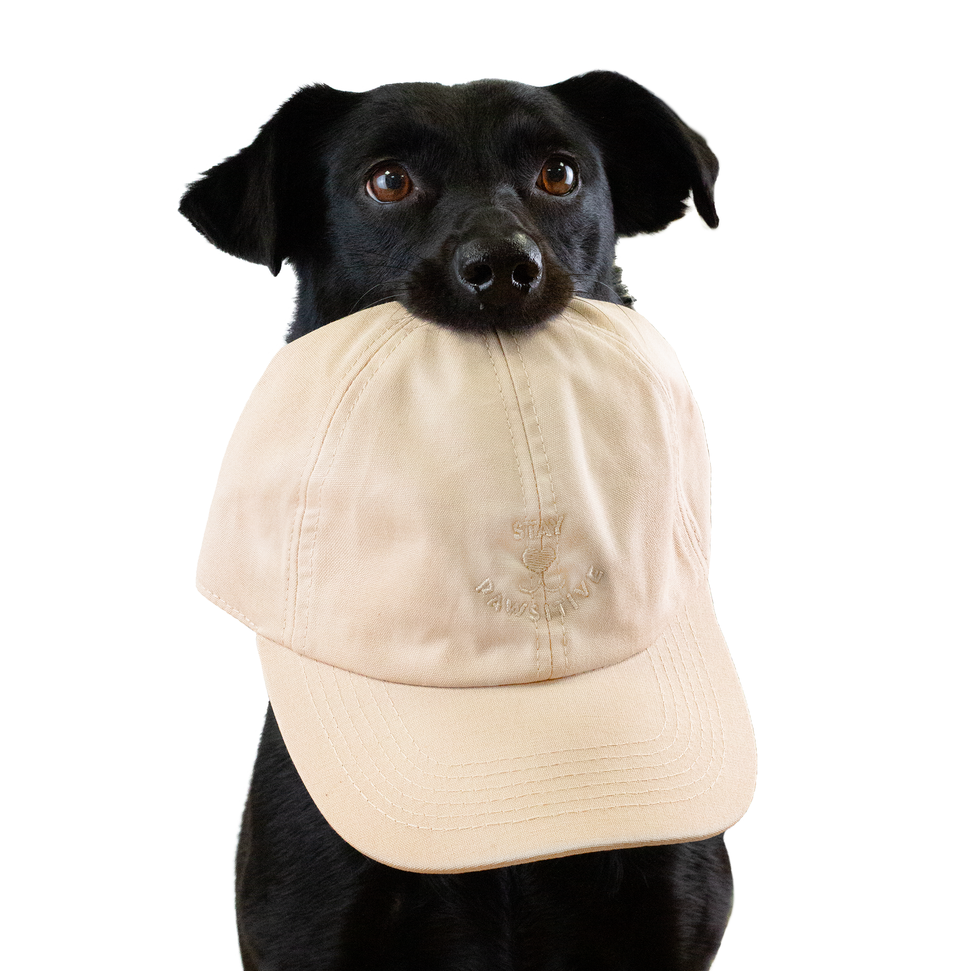 Terra Canis Cap Sand "Stay Pawsitive"