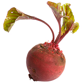 TerraCanis RoteBeete