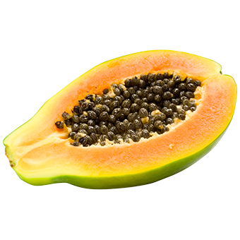 TerraCanis Papaya