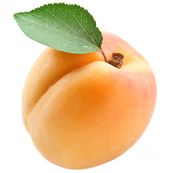 TerraCanis Aprikose2