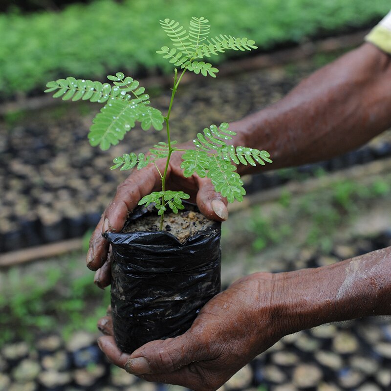 Fairventures Worldwide Mit TerraCanis2