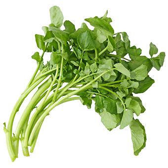 TerraCanis Brunnenkresse