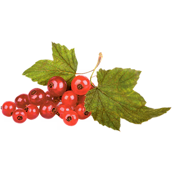 TerraCanis Johannisbeere Frei