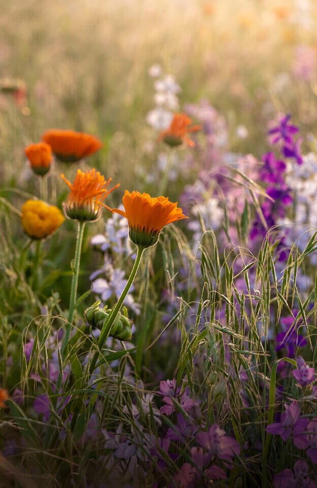 TC Start Goes Green Bienen