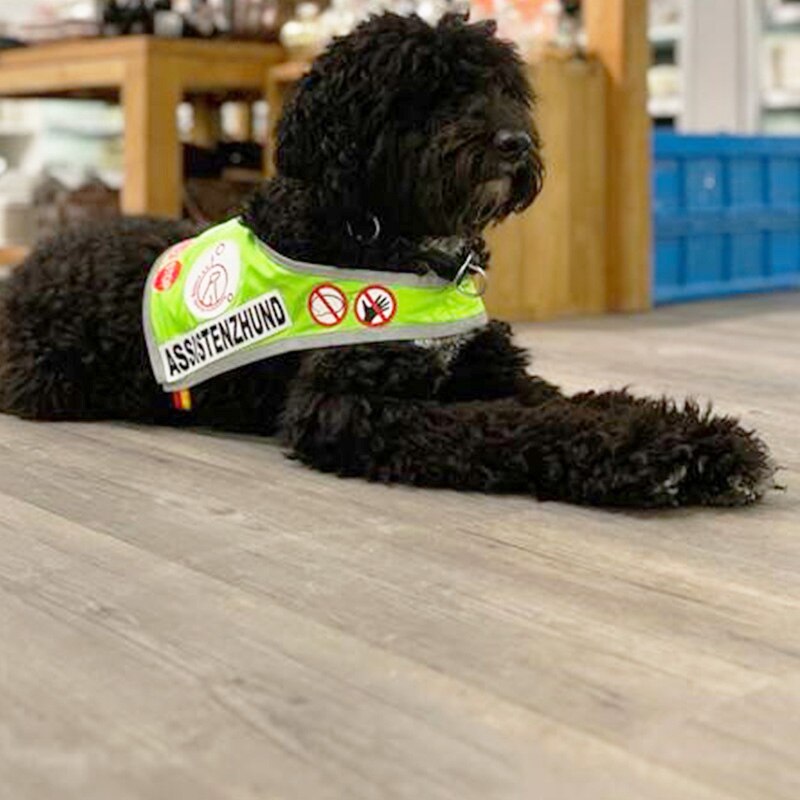 Assistenzhunde Elias Und Spencer Kooperation Mit TerraCanis2