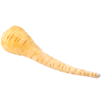 TerraCanis Pastinake