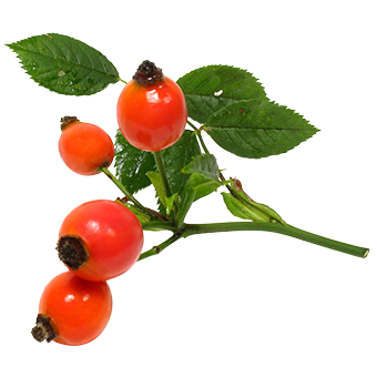 TerraCanis Hagebutte