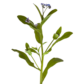 TerraCanis Borretsch