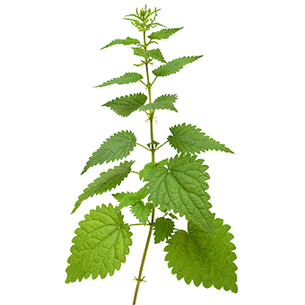 TerraCanis Brennessel