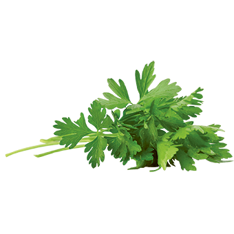 TerraCAnis Petersilie Frei