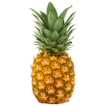 TerraCanis Ananas